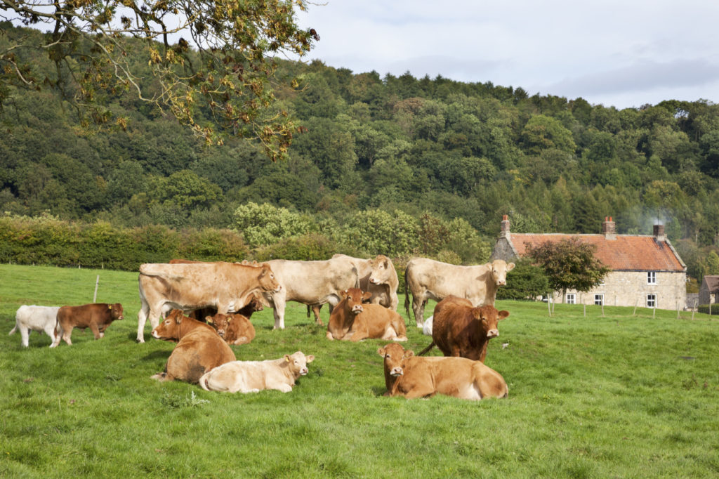 Beef Grass Grazing Management Guide - Nwf Agriculture - News